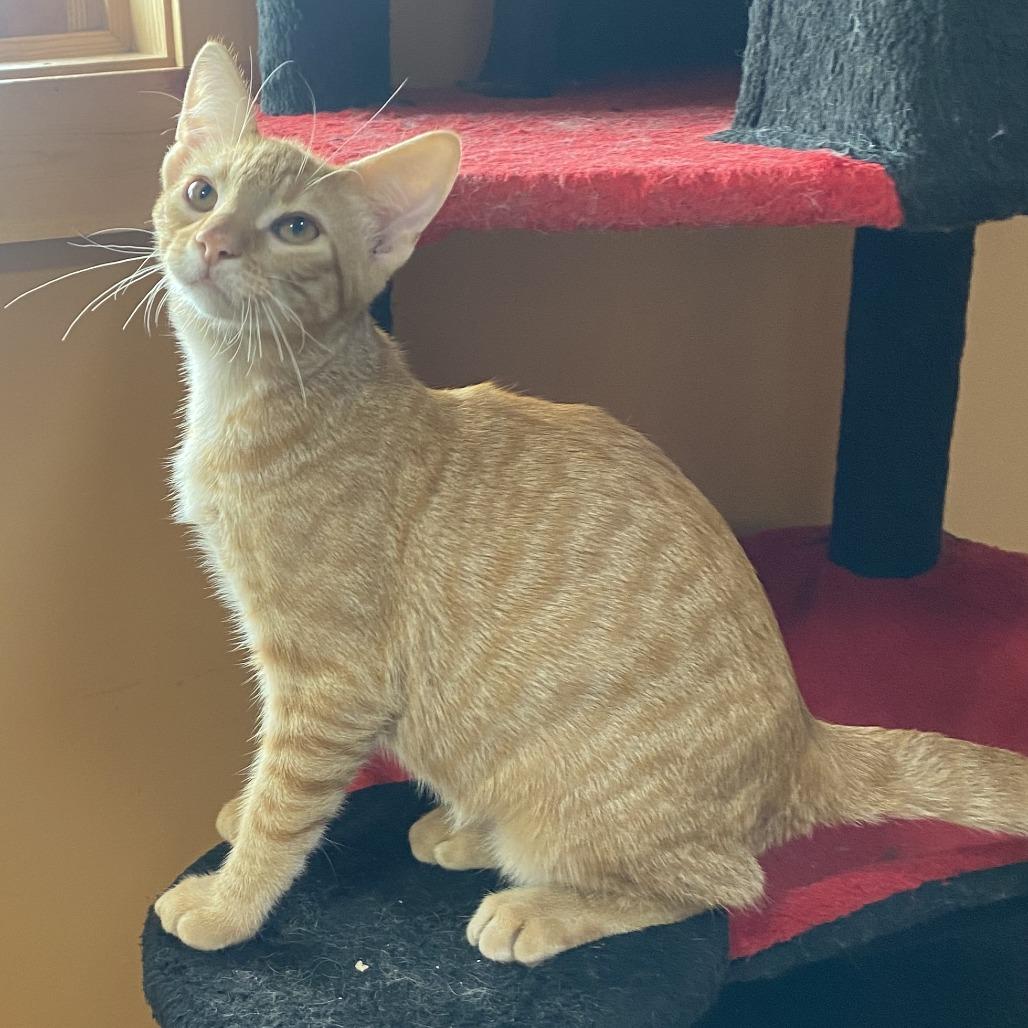 Tangerine, a Adoptable Domestic Short Hair in Wadena, MN image 1/3