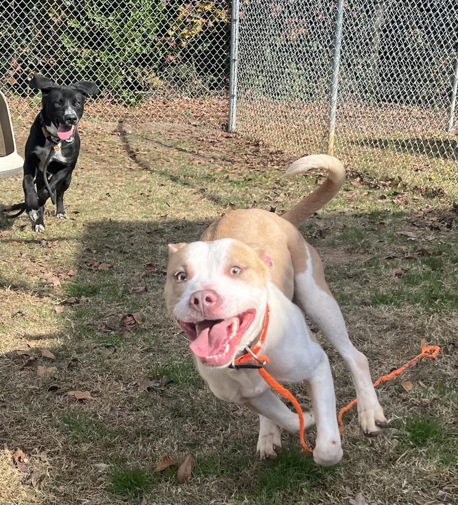 Enlarge Khysi, a Adoptable mixed breed in Florence, SC image 2/6