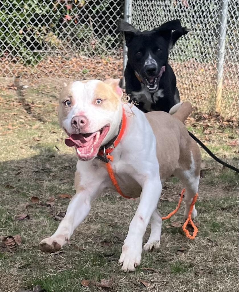 Enlarge Khysi, a Adoptable mixed breed in Florence, SC image 3/6