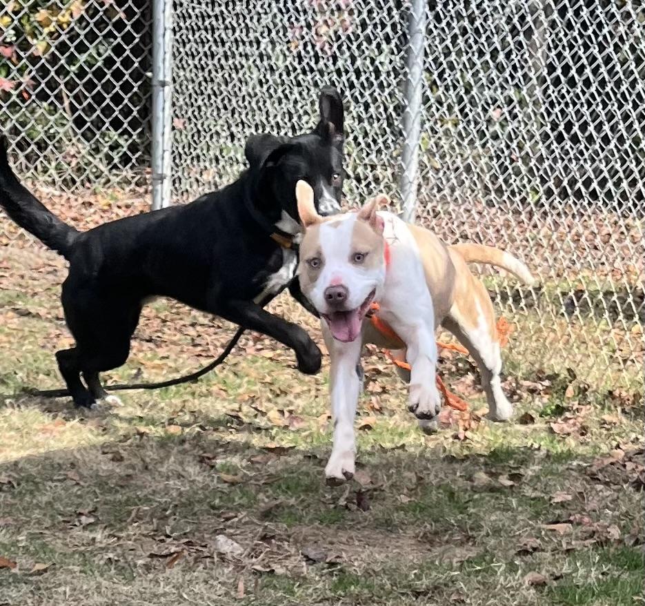 Enlarge Khysi, a Adoptable mixed breed in Florence, SC image 4/6