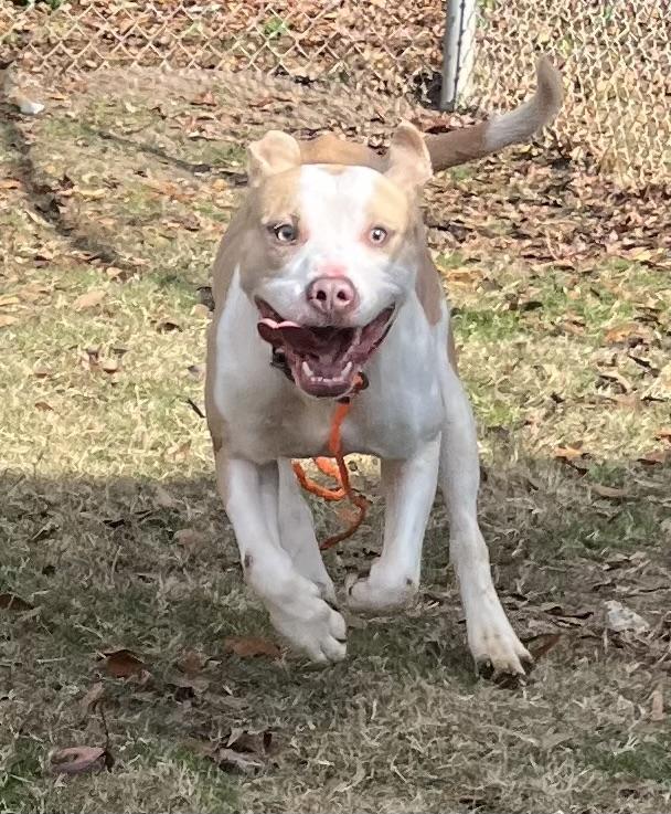 Enlarge Khysi, a Adoptable mixed breed in Florence, SC image 6/6