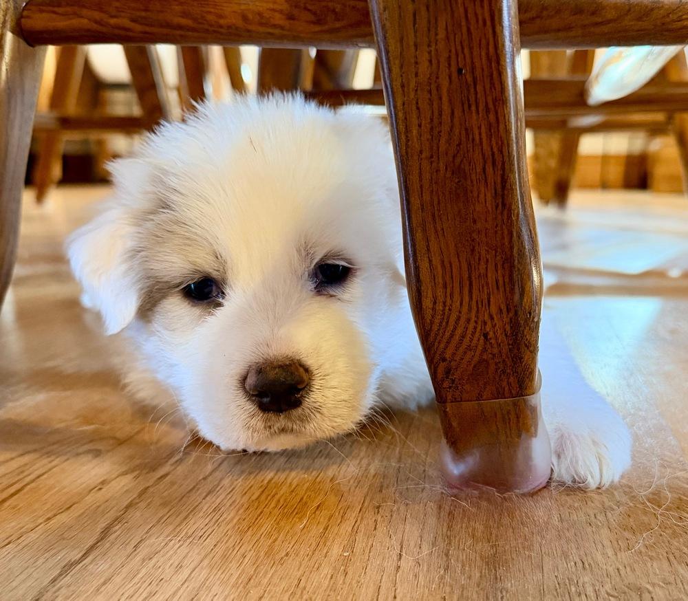 Hans Gruber, Adoptable, Puppy Male Great Pyrenees.