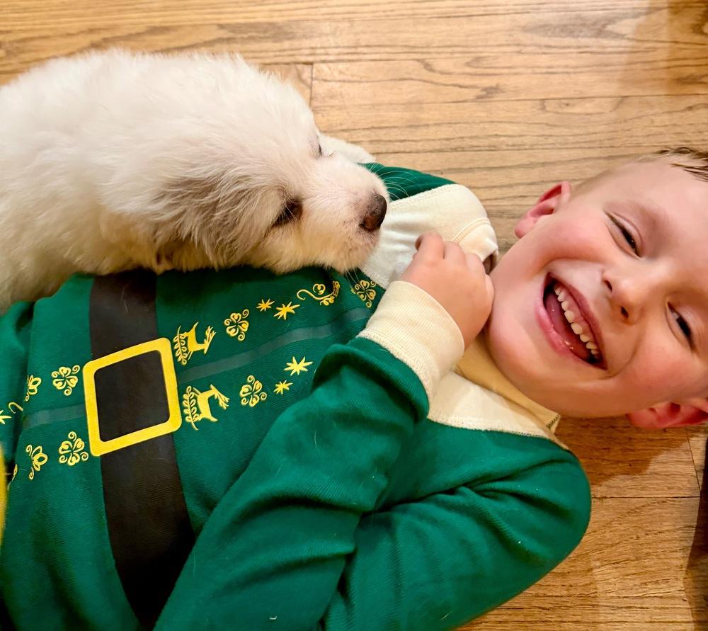 Enlarge Hans Gruber, a Adoptable mixed breed in Troy, VA image 2/6