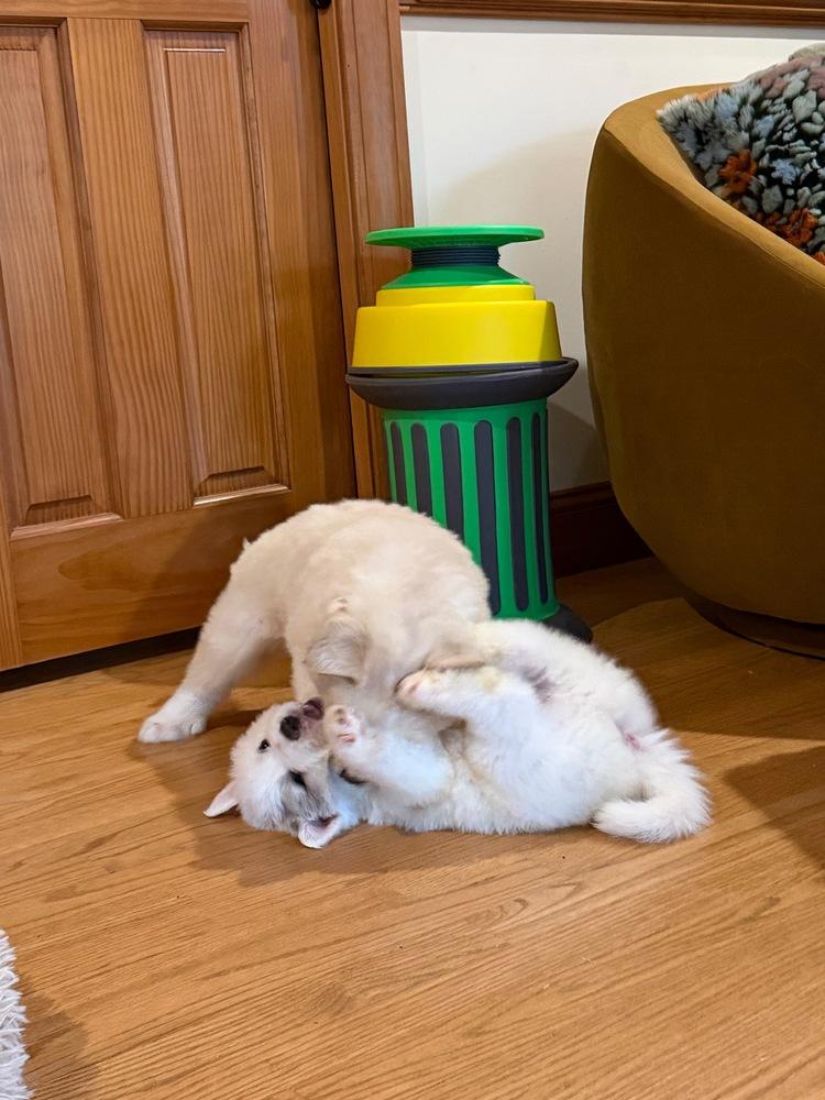 Enlarge Hans Gruber, a Adoptable mixed breed in Troy, VA image 4/6