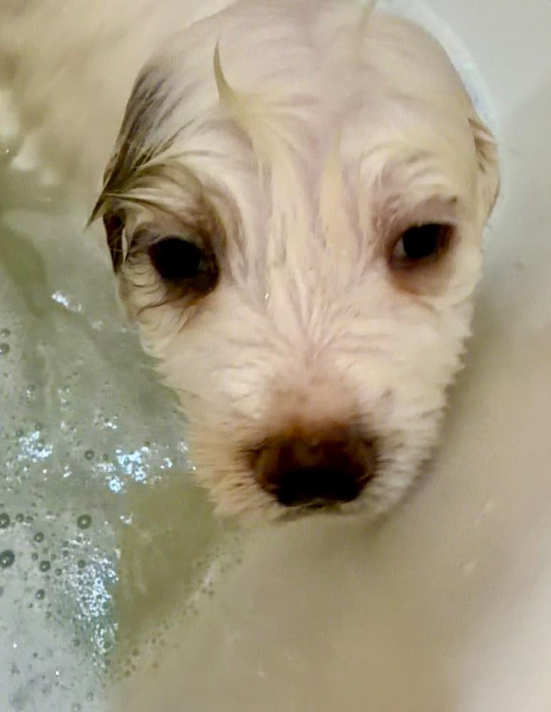 Hans Gruber thumbnail 6