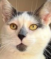 Enlarge Jake, a Adoptable Domestic Short Hair in Milwaukee, WI image 1/1