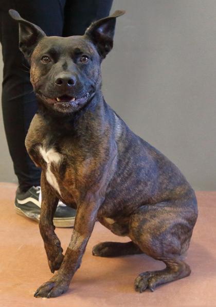 Enlarge Radar, a Adoptable mixed breed in Rapid City, SD image 3/5