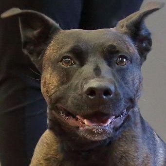 Enlarge Radar, a Adoptable mixed breed in Rapid City, SD image 1/5