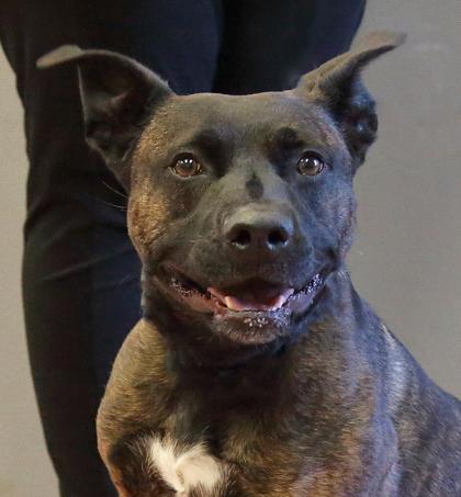 Enlarge Radar, a Adoptable mixed breed in Rapid City, SD image 4/5