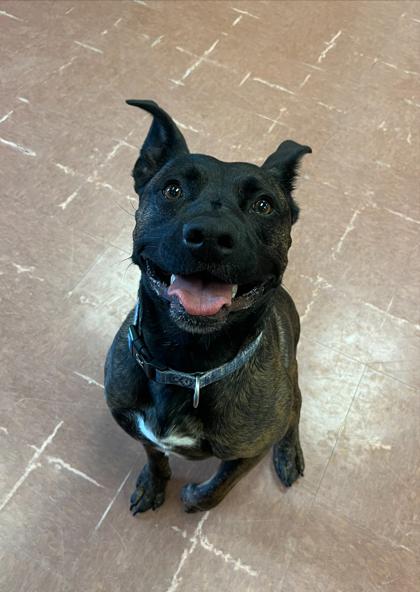 Enlarge Radar, a Adoptable mixed breed in Rapid City, SD image 2/5