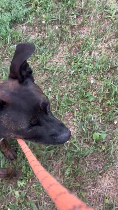 Enlarge Radar, a Adoptable mixed breed in Rapid City, SD video 5/5