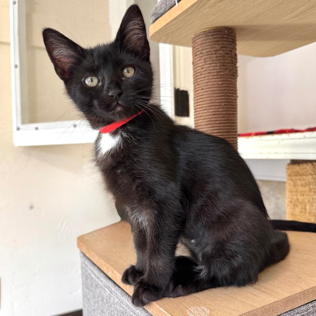 Lily, a Adoptable mixed breed in Cambria, CA image 2/5