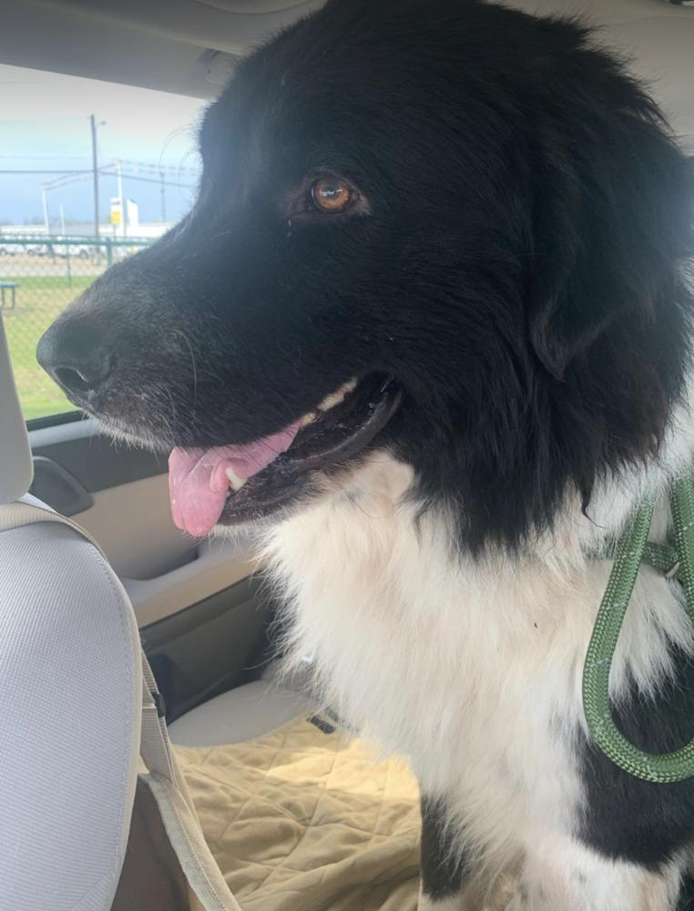 Lapis, Adopted, Adult Male Newfoundland Dog & Great Pyrenees.