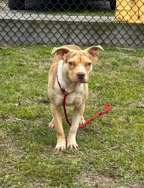 FLOUNDER, ADOPTABLE, Adult Male Pit Bull Terrier.