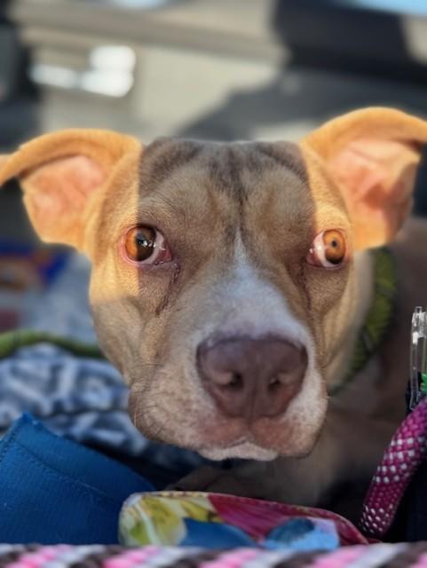 FLOUNDER, ADOPTABLE, Adult Male Pit Bull Terrier.