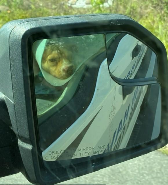 Enlarge FLOUNDER, a ADOPTABLE mixed breed in Lynn Haven, FL image 2/5