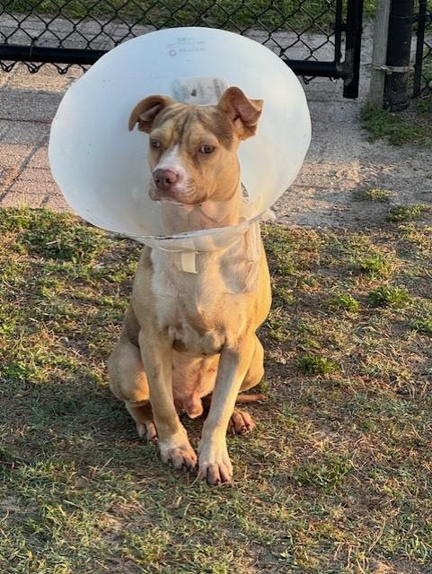 Enlarge FLOUNDER, a ADOPTABLE mixed breed in Lynn Haven, FL image 4/5