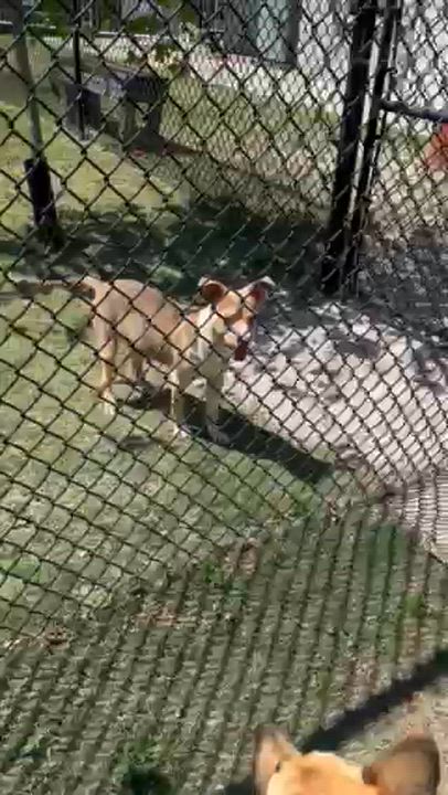 Enlarge FLOUNDER, a ADOPTABLE mixed breed in Lynn Haven, FL video 3/5