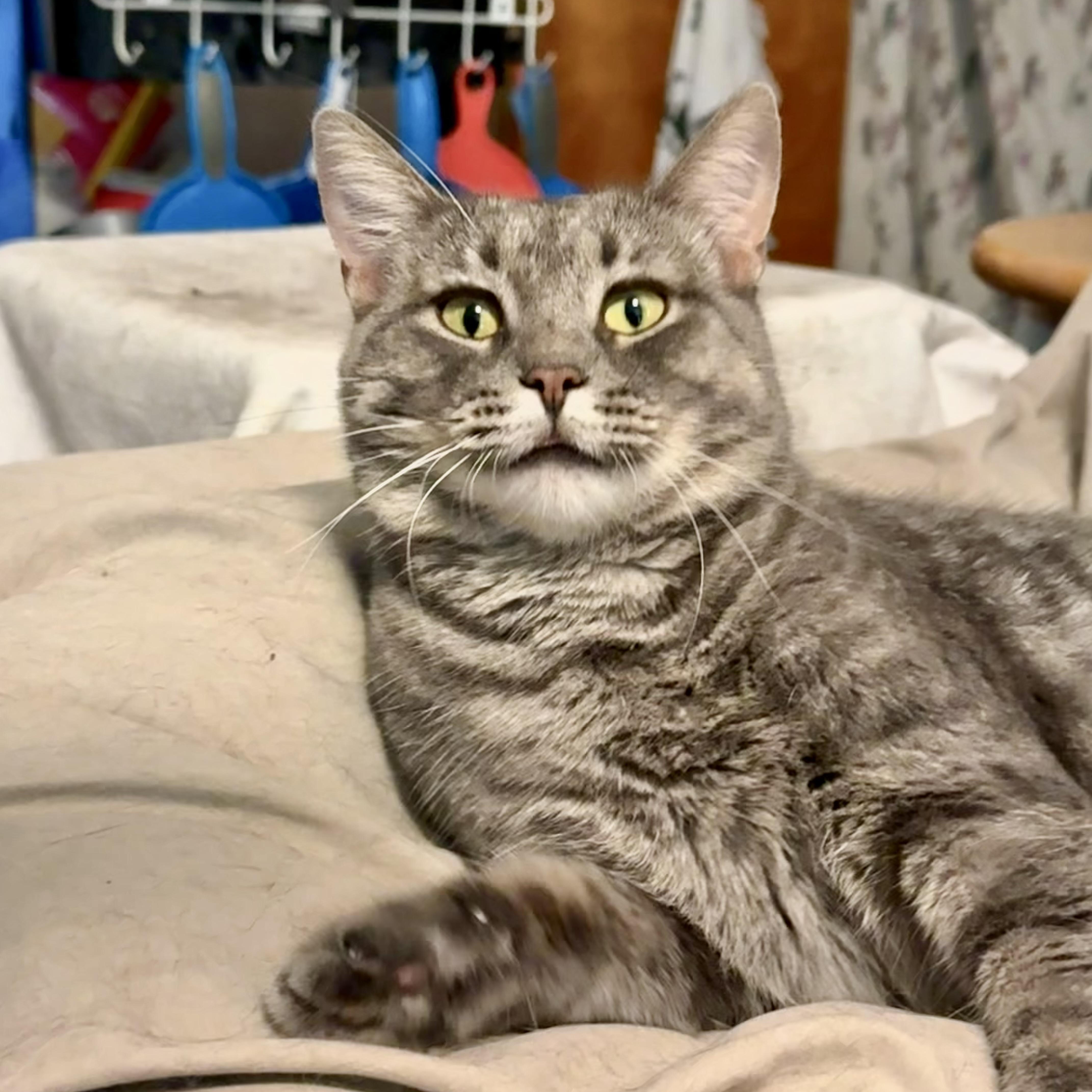 Enlarge Carleigh, a Adoptable Domestic Short Hair in Buffalo, NY image 4/4