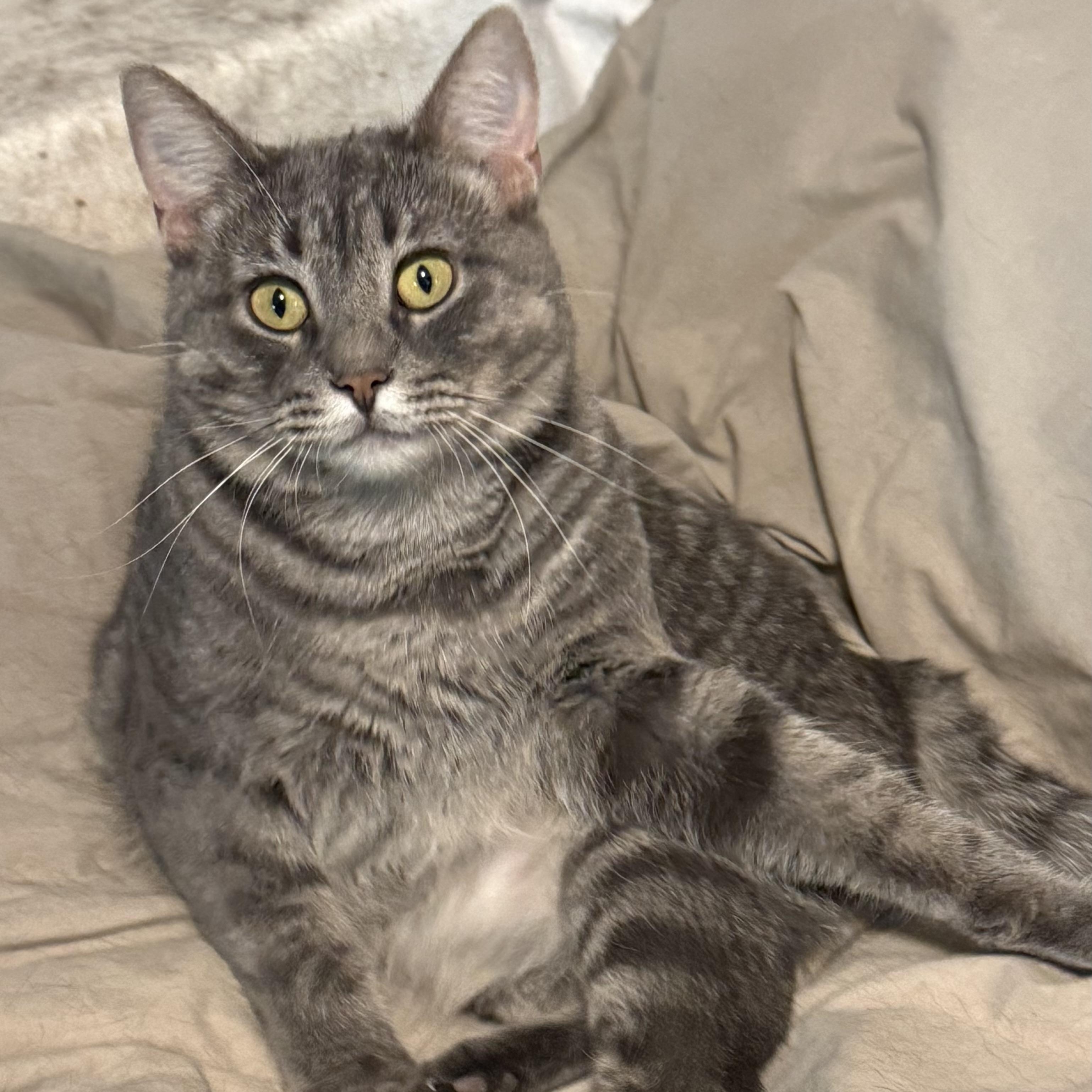 Enlarge Carleigh, a Adoptable Domestic Short Hair in Buffalo, NY image 3/4
