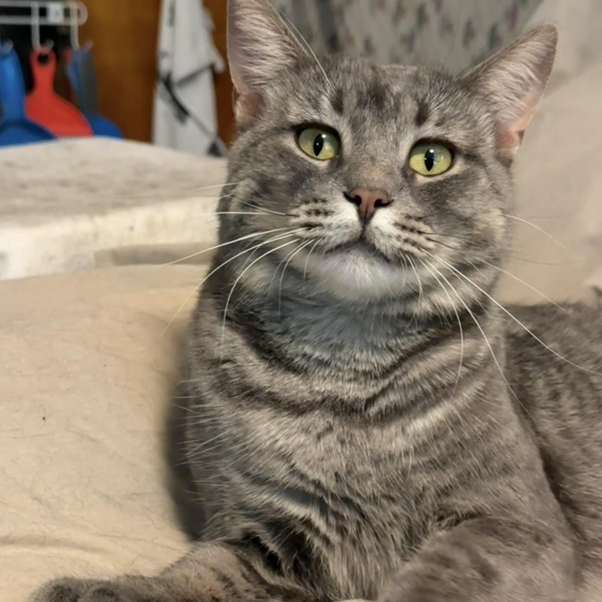 Enlarge Carleigh, a Adoptable Domestic Short Hair in Buffalo, NY image 1/4