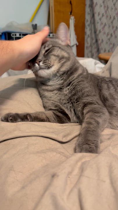 Enlarge Carleigh, a Adoptable Domestic Short Hair in Buffalo, NY video 2/4
