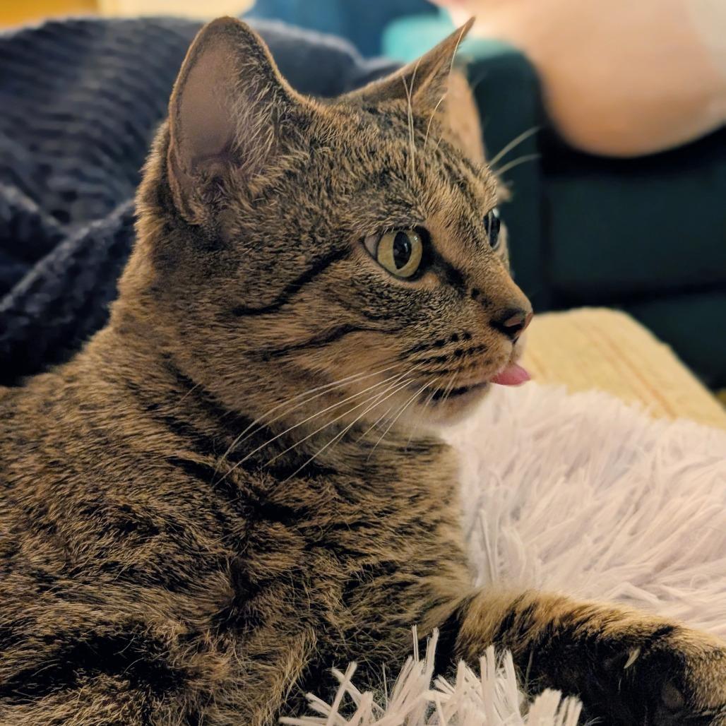 Enlarge Fuzzy (bonded with Toothless), a Adoptable Domestic Short Hair in Nashville, TN image 1/6