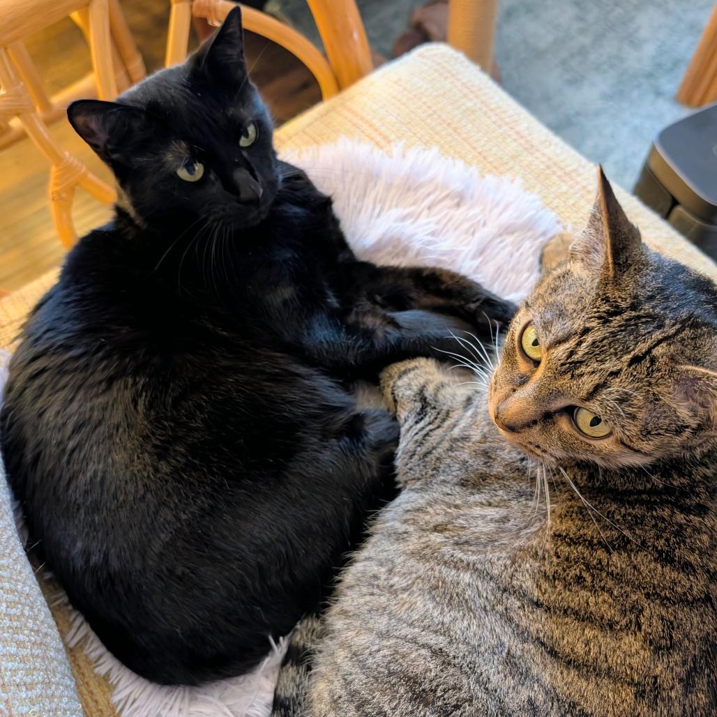 Fuzzy (bonded with Toothless), Adoptable, Adult Female Domestic Short Hair.