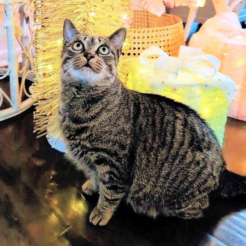 Enlarge Fuzzy (bonded with Toothless), a Adoptable Domestic Short Hair in Nashville, TN image 3/6