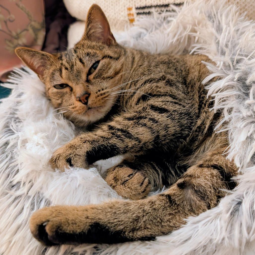 Enlarge Fuzzy (bonded with Toothless), a Adoptable Domestic Short Hair in Nashville, TN image 5/6