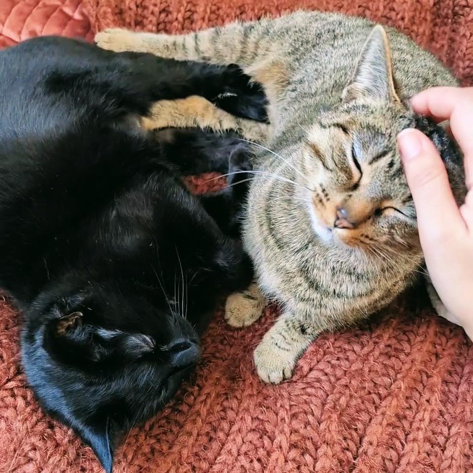 Enlarge Fuzzy (bonded with Toothless), a Adoptable Domestic Short Hair in Nashville, TN image 6/6