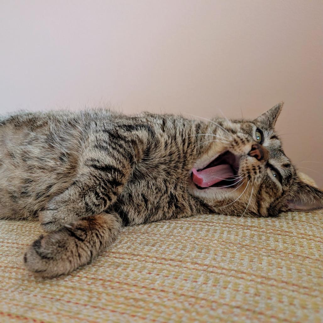 Enlarge Fuzzy (bonded with Toothless), a Adoptable Domestic Short Hair in Nashville, TN image 6/6