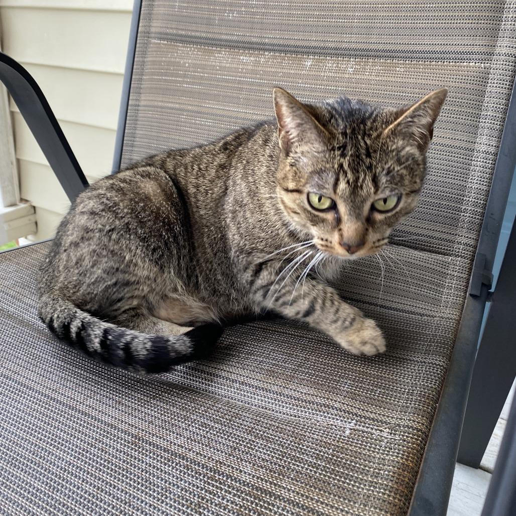 Fuzzy, Adoptable, Adult Female Domestic Short Hair.