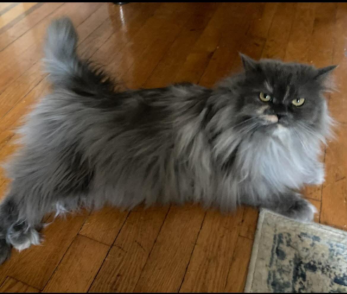Enlarge Vani , an adopted Persian in Woodmere, NY image 2/2
