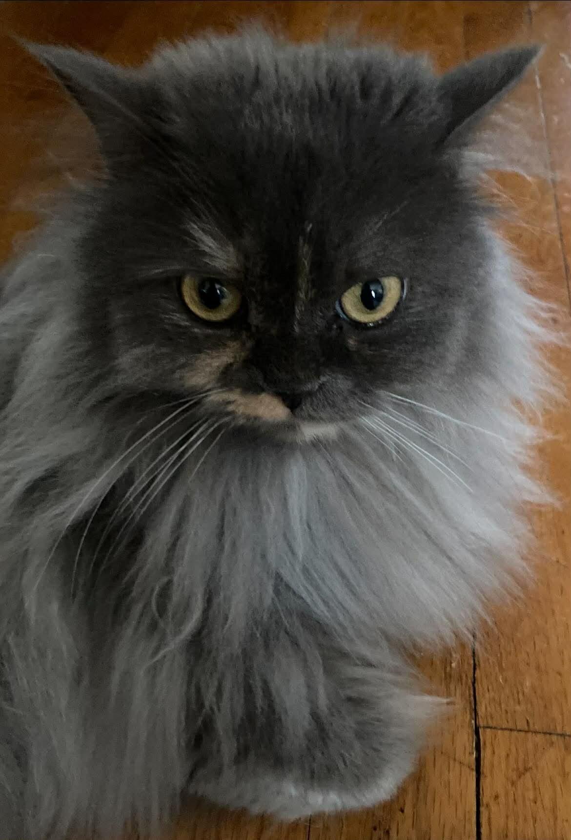 Vani , Adoptable, Adult Female Persian.