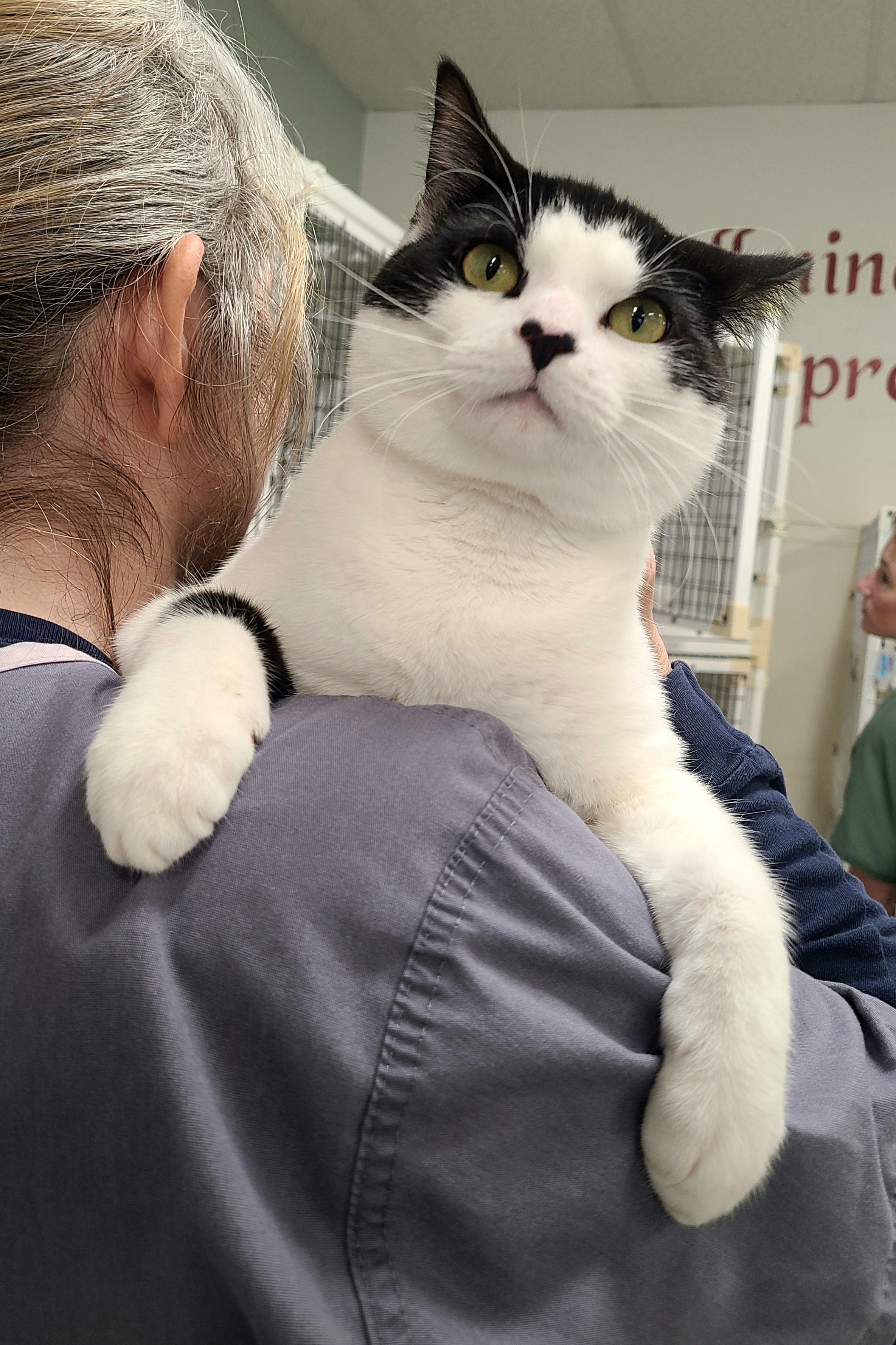 Enlarge Valentino, an adopted Domestic Short Hair in Kirkland, WA image 2/3