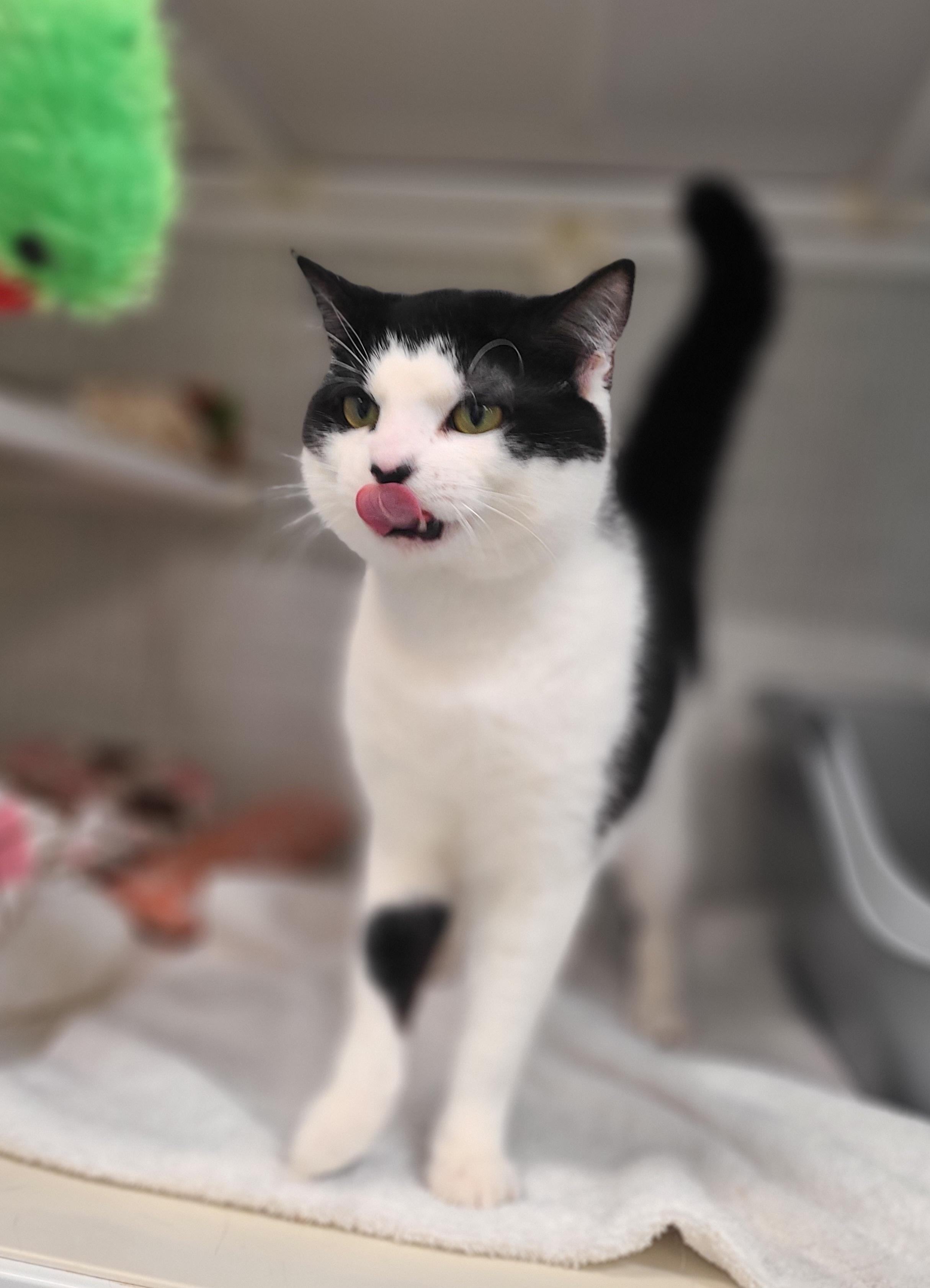 Enlarge Valentino, an adopted Domestic Short Hair in Kirkland, WA image 3/3