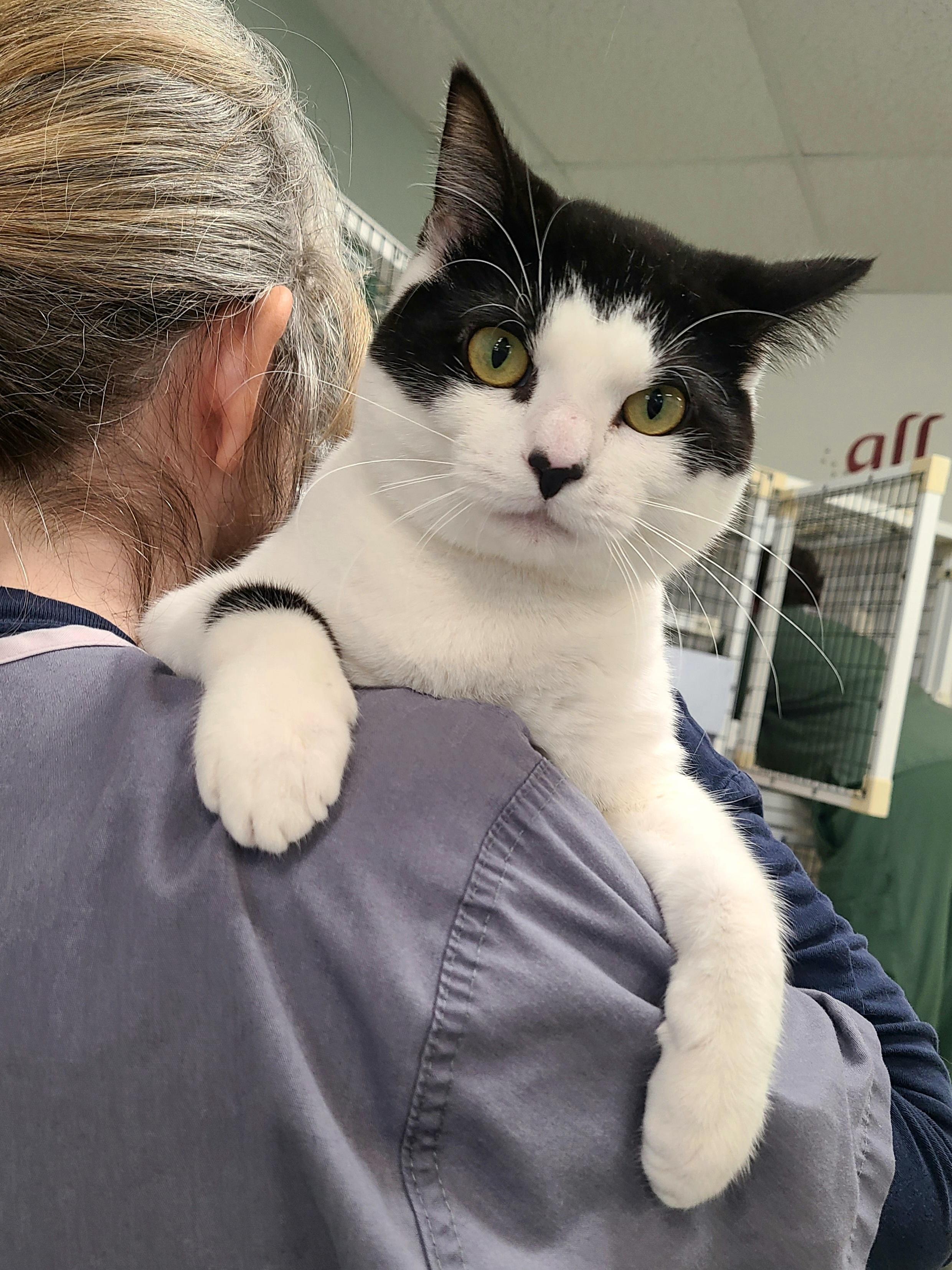 Enlarge Valentino, an adopted Domestic Short Hair in Kirkland, WA image 1/3