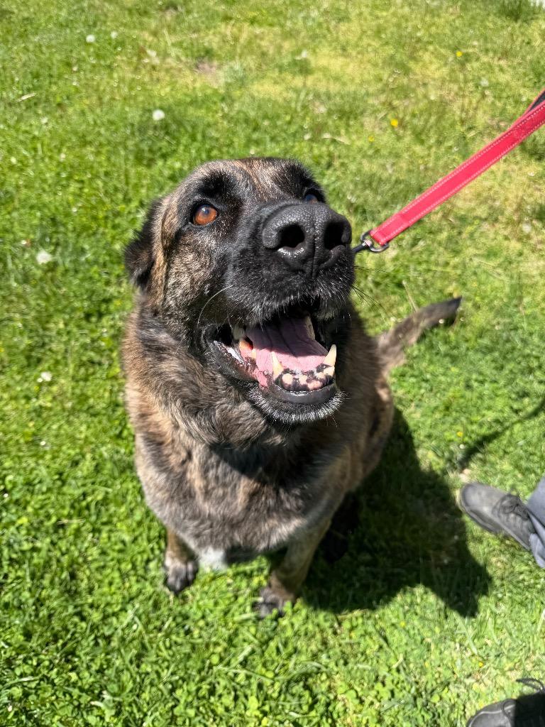 Harley, Adoptable, Senior Female Mixed Breed.