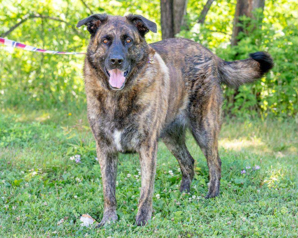Harley, a Adoptable mixed breed in Hyde Park, NY image 2/3