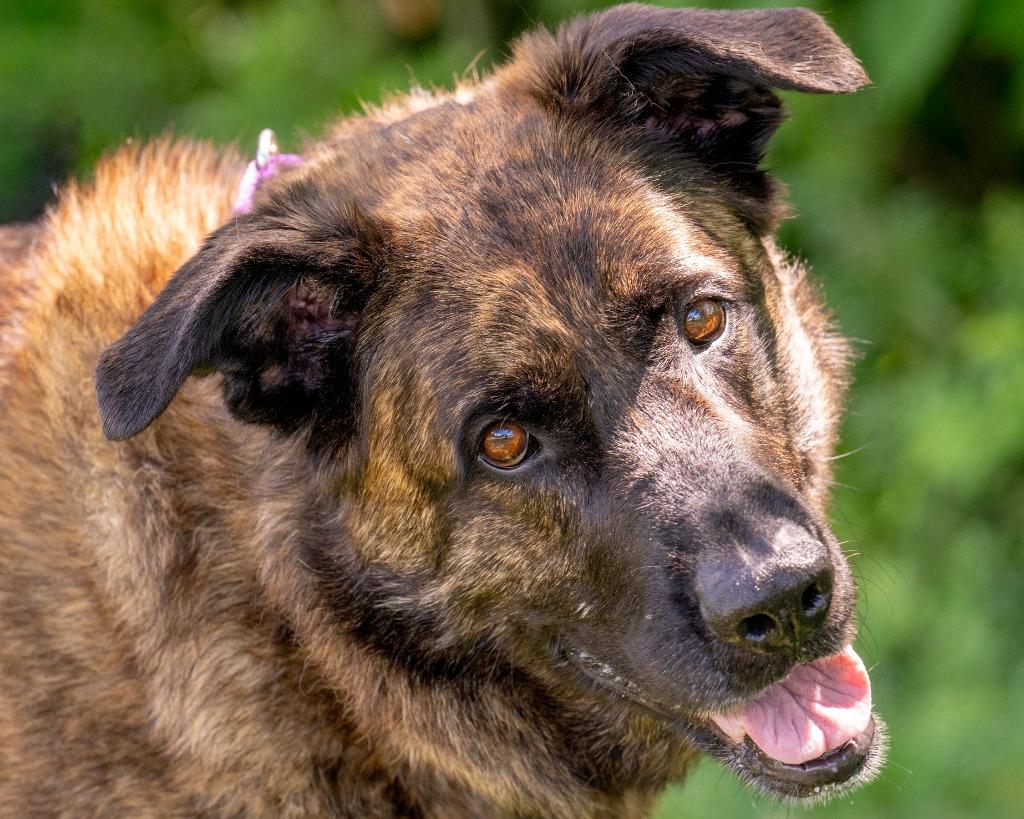 Harley, a Adoptable mixed breed in Hyde Park, NY image 3/3