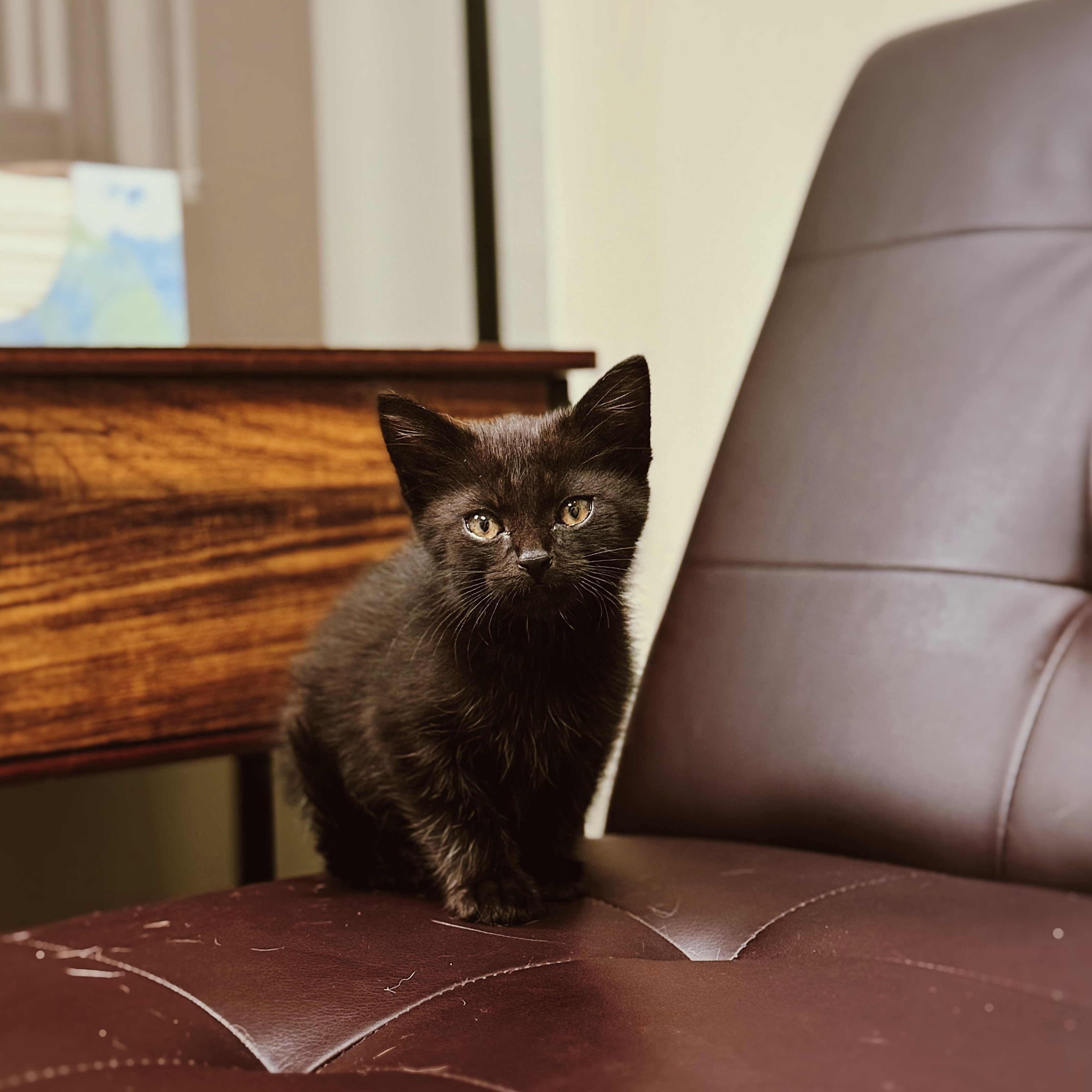 Hobie Brown, adopted, Kitten Male Domestic Short Hair.