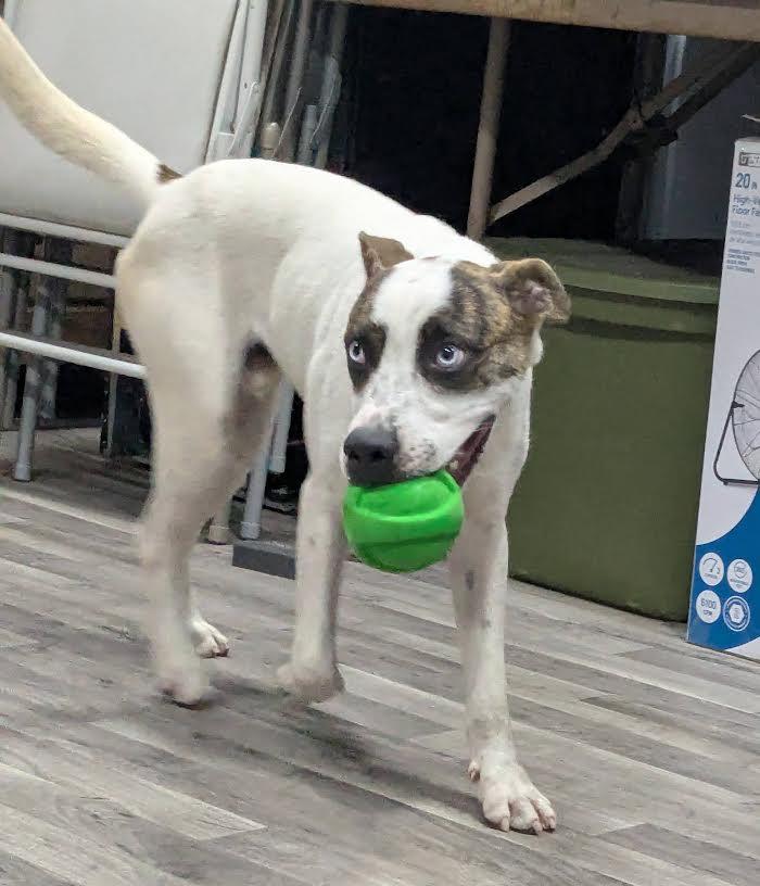 Hammy, Adoptable, Young Male Husky.