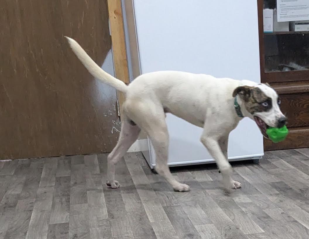 Enlarge Hammy, a Adoptable mixed breed in Marshall, AR image 2/6