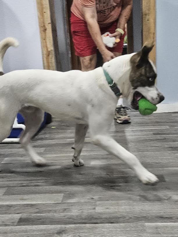 Enlarge Hammy, a Adoptable mixed breed in Marshall, AR image 5/6