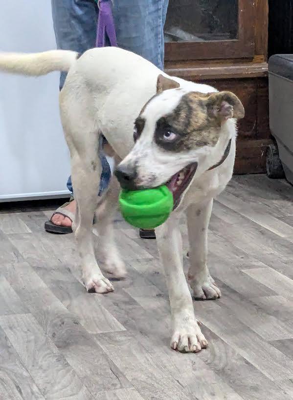 Enlarge Hammy, a Adoptable mixed breed in Marshall, AR image 6/6