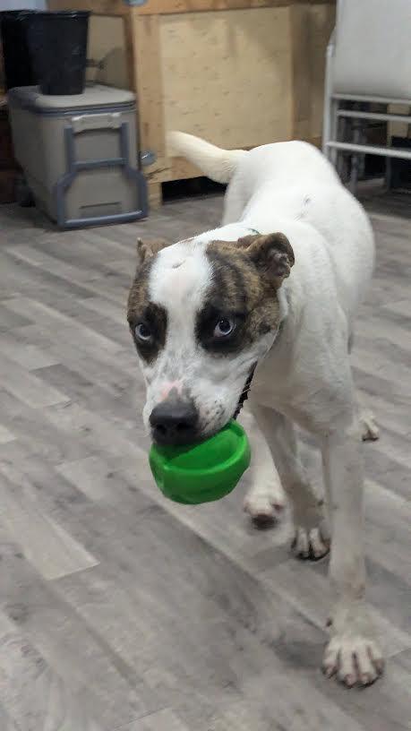 Enlarge Hammy, a Adoptable mixed breed in Marshall, AR image 3/6