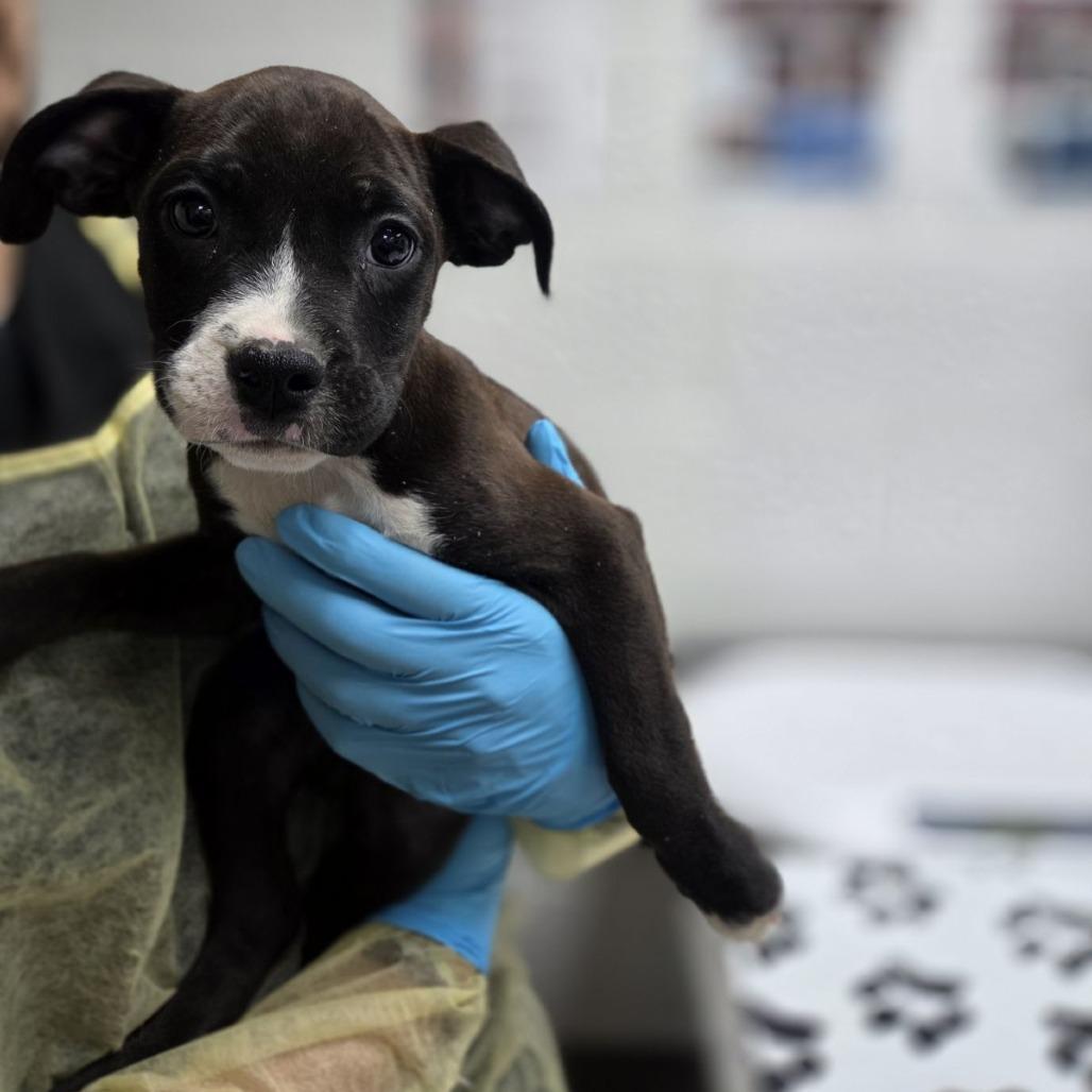 Enlarge Ahool, a Adoptable mixed breed in Incline Village, NV image 1/2