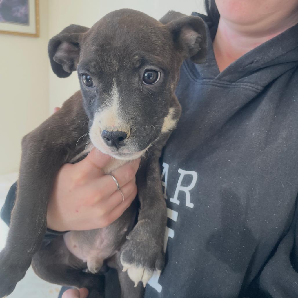 Enlarge Ahool, a Adoptable mixed breed in Incline Village, NV image 2/2