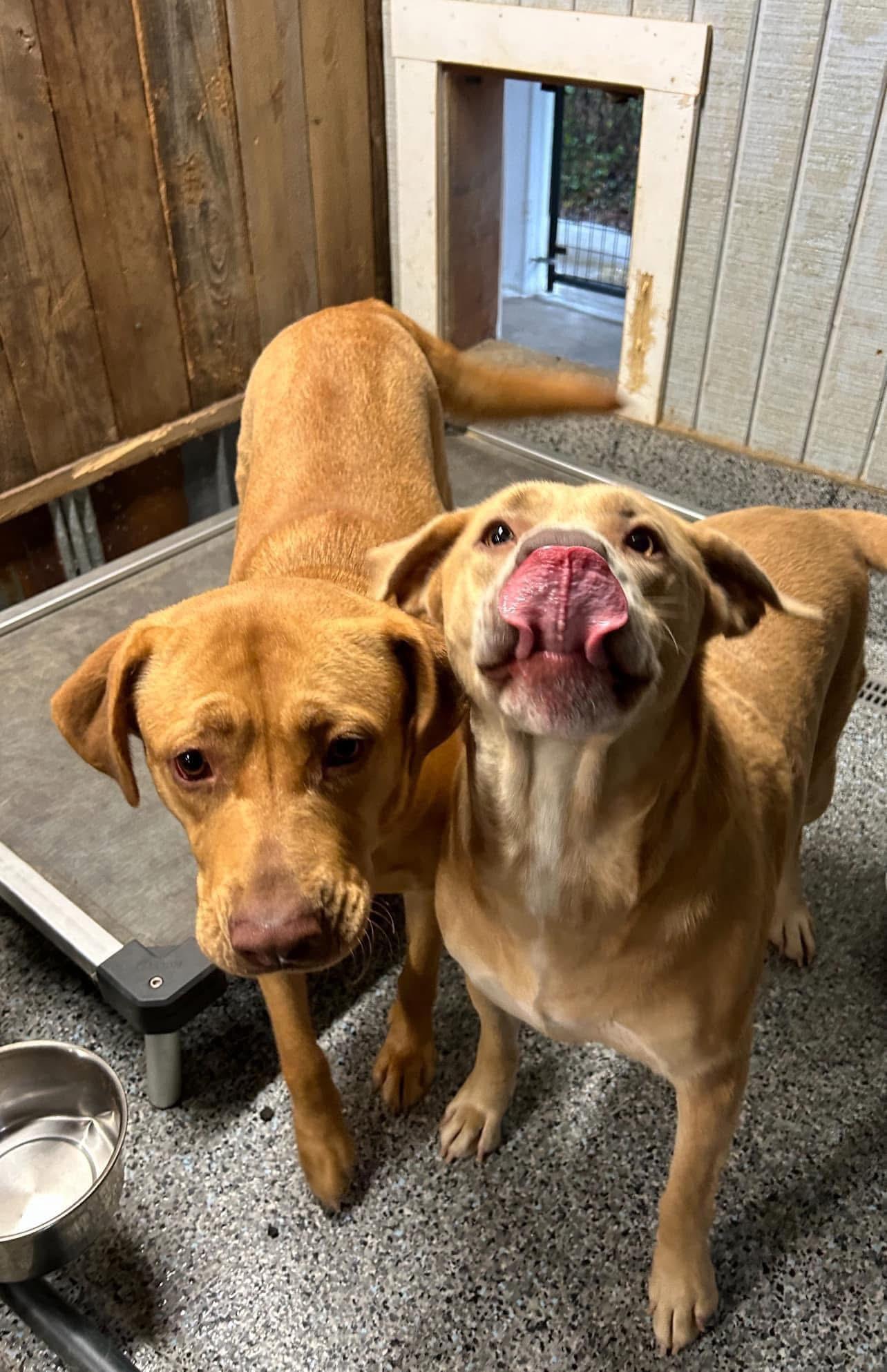 Pokey, Adoptable, Adult Female Mixed Breed.